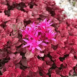 Очиток ложный Dragon's Blood