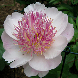 Пион травянистый Ду Телл