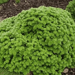 Пихта корейская Tundra