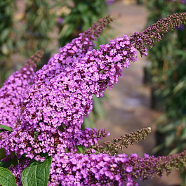 Буддлея Давида Иль де Франс Буддлея Давида Иль де Франс