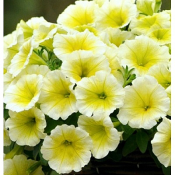 Петуния ампельная F1 Шок Вейв Еллоу