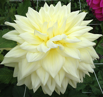 Георгина Декоративная Синтия Луиза