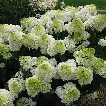 Гортензия метельчатая Полар Бир