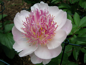 Пион травянистый Ду Телл