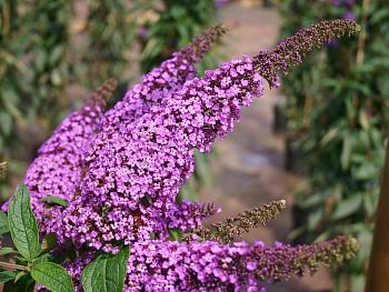 Буддлея Давида Иль де Франс