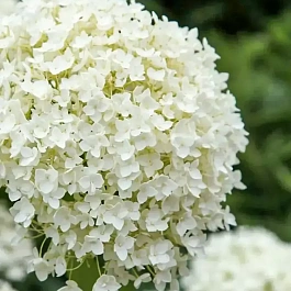 Гортензия древовидная Strong Annabelle