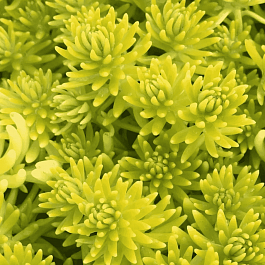 Очиток отогнутый Aureum