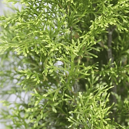 Туя западная Smaragd Light White