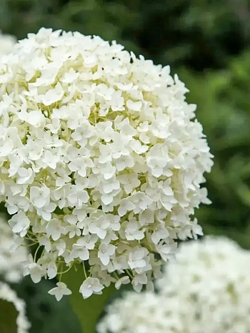 Гортензия древовидная Strong Annabelle