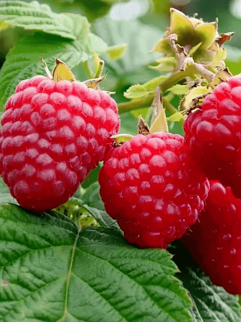 Малина обыкновенная Imara