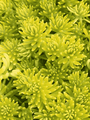 Очиток отогнутый Aureum