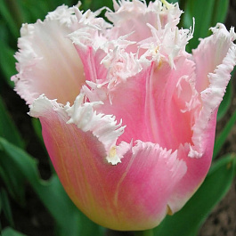 Тюльпан бахромчатый Галери