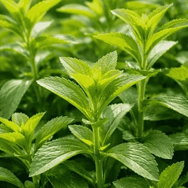 Стевия медовая Sweety