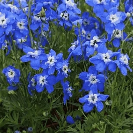 Дельфиниум крупноцветковый Ocean Tiara Blue