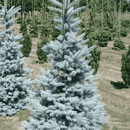 Ель колючая  Oldenburg