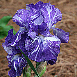 Ирис бородатый Батик Ирис бородатый Батик