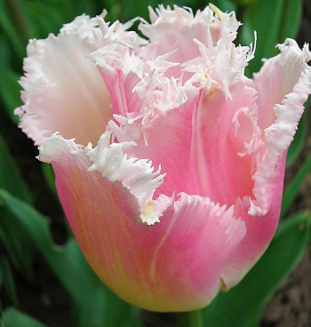 Тюльпан бахромчатый Галери