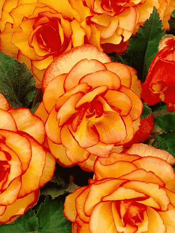 Бегония Picotee Yellow/Red