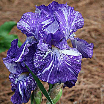 Ирис бородатый Батик