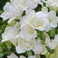 Фрезия Double White