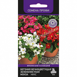 Бегония вечноцветущая зеленолистная Монза Микс