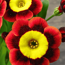 Примула Ted Roberts