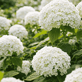 Гортензия древовидная Golden Annabelle