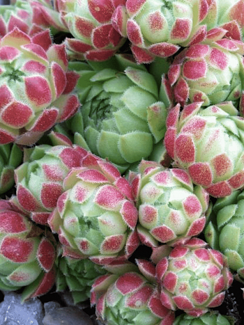 Молодило гибридное Edward balls