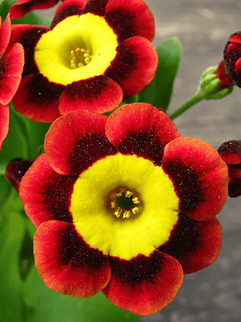 Примула Ted Roberts