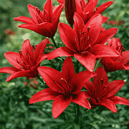 Лилия Red Twin