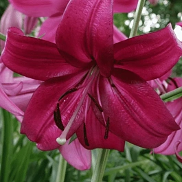 Лилия Purple Marble