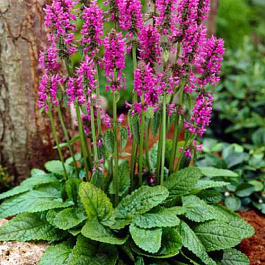 Чистец  Монье Хуммело