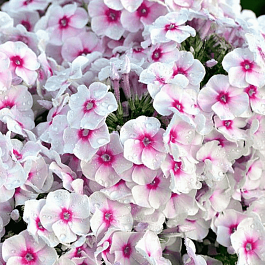 Флокс метельчатый Graf Zeppelin