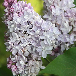 Сирень обыкновенная Полина Осипенко