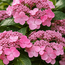 Гортензия крупнолистная Twist-n-Shout