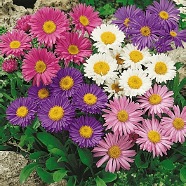Астра альпийская смесь