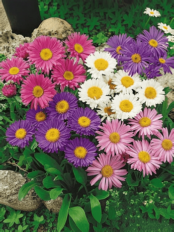 Астра альпийская смесь