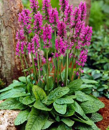 Чистец  Монье Хуммело