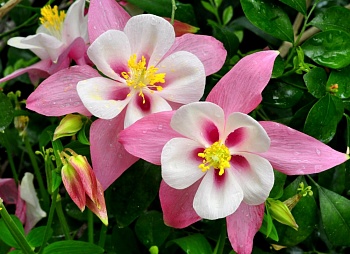 Аквилегия (Водосбор) голубая Music Pink and White