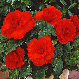 Бегония клубневая Америгибрид Раффлд Скарлет Ред