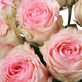 Роза чайно-гибридная Esperance