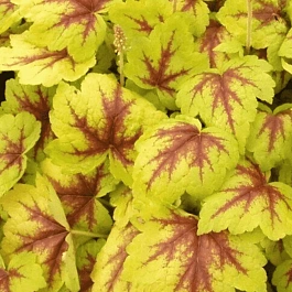 Гейхерелла Gold Strike