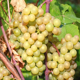 Виноград плодовый Платовский