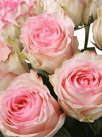 Роза чайно-гибридная Esperance