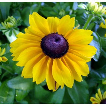 Рудбекия хирта Тото Голд