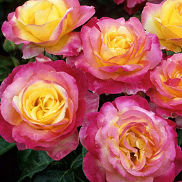 Роза флорибунда Шейлас Парфюм