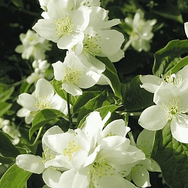 Чубушник венечный