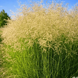 Щучка дернистая Tardiflora