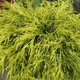 Кипарисовик горохоплодный Golden Mop