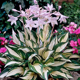 Хоста гибридная Файр энд Айс